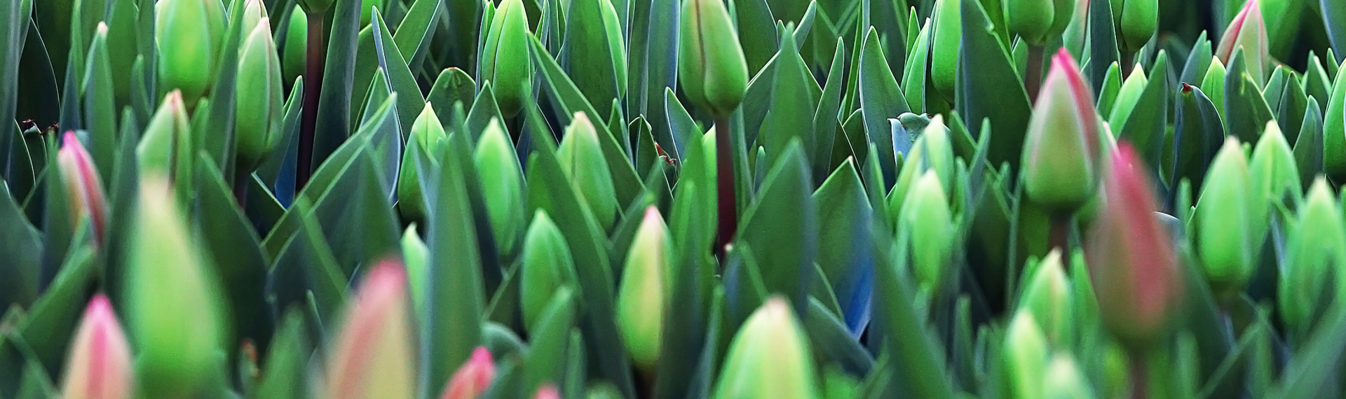 Nahaufnahme von einem Tulpenfeld